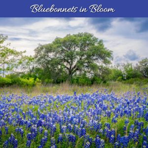 ENTER NOW: Blue Bonnets in Bloom