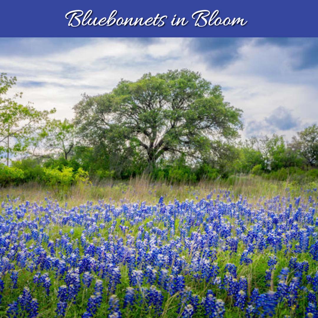 ENTER NOW: Blue Bonnets in Bloom